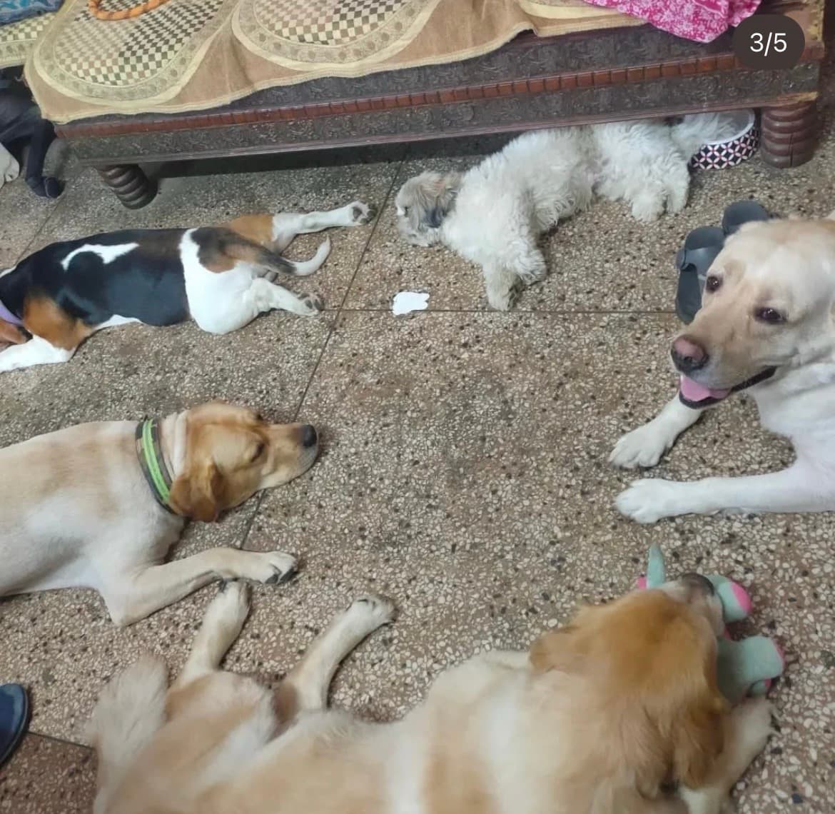 Sadgi's home photo 6