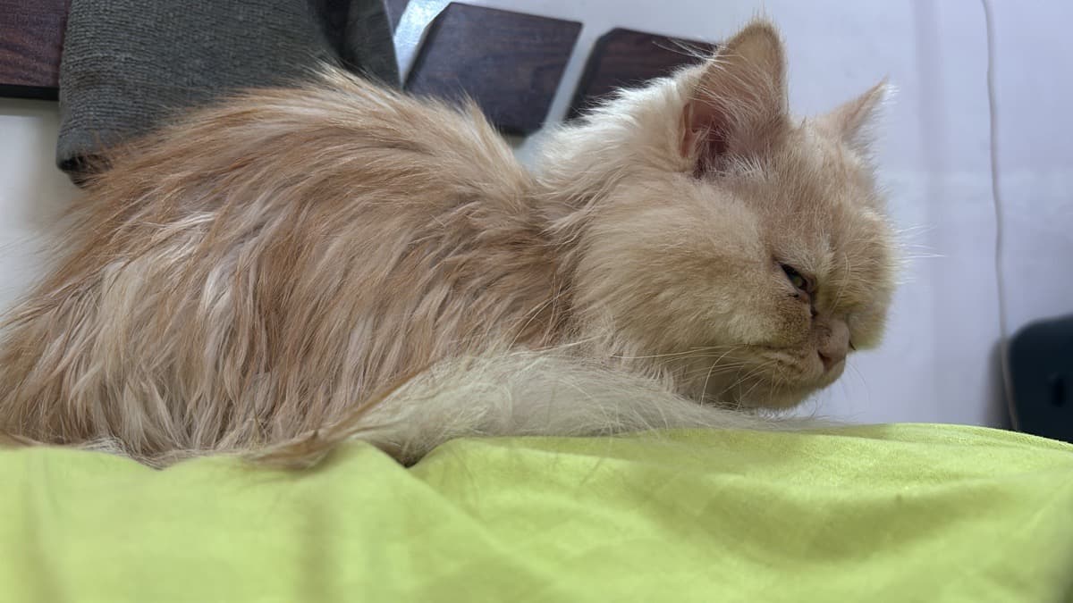 Samhita's home photo 1