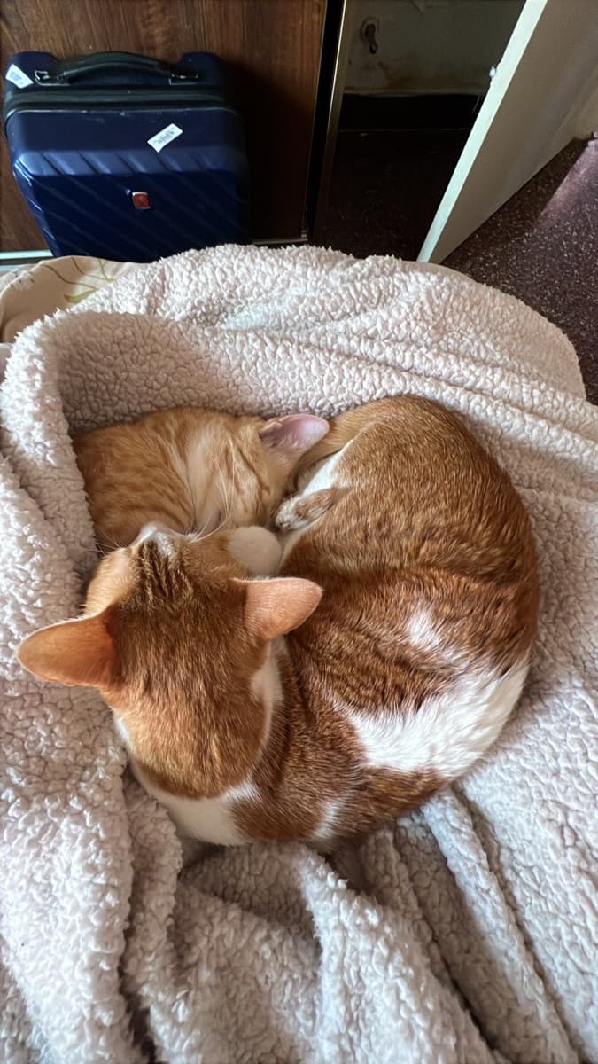 Tejaswini's home photo 2