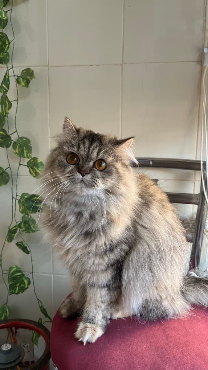 Madiha's home photo 5