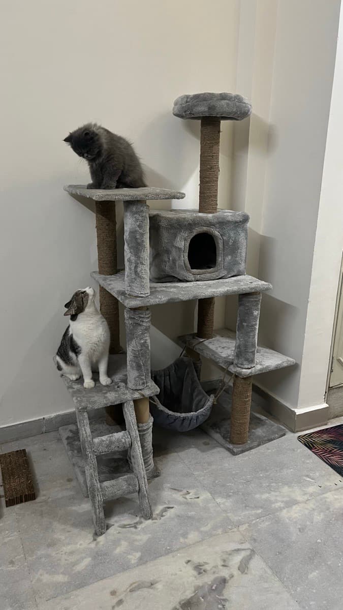 Madiha's home photo 4