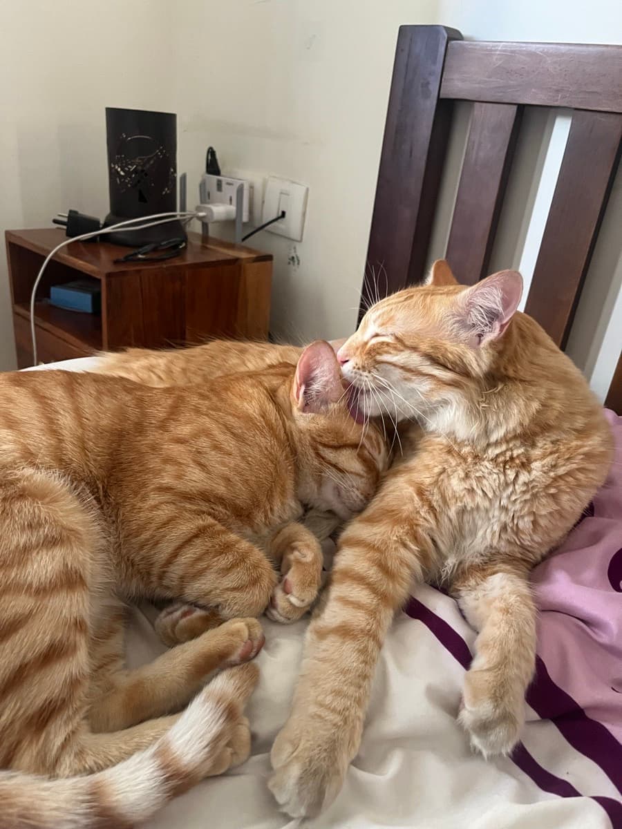 Nidhi's home photo 2