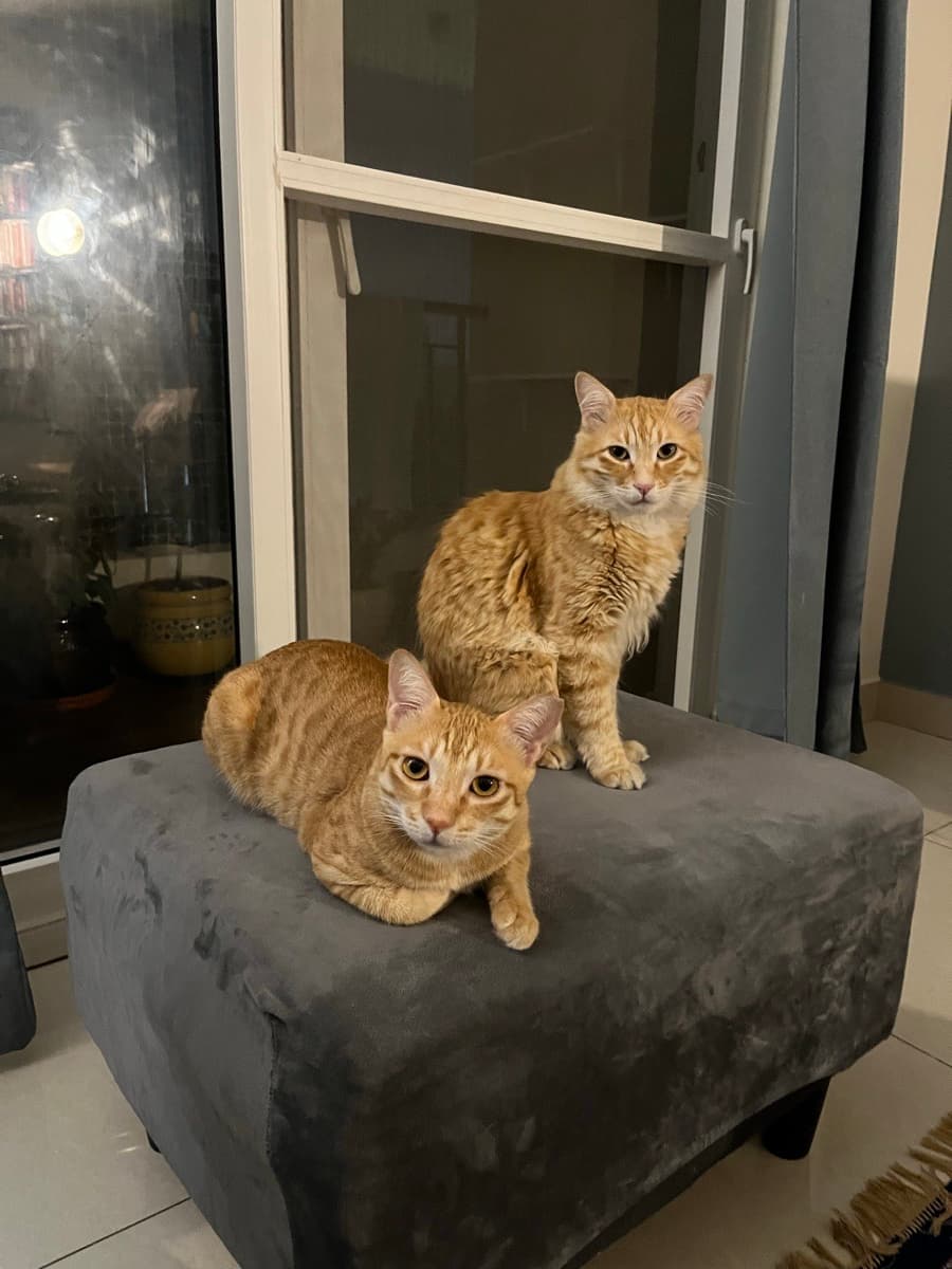 Nidhi's home photo 4