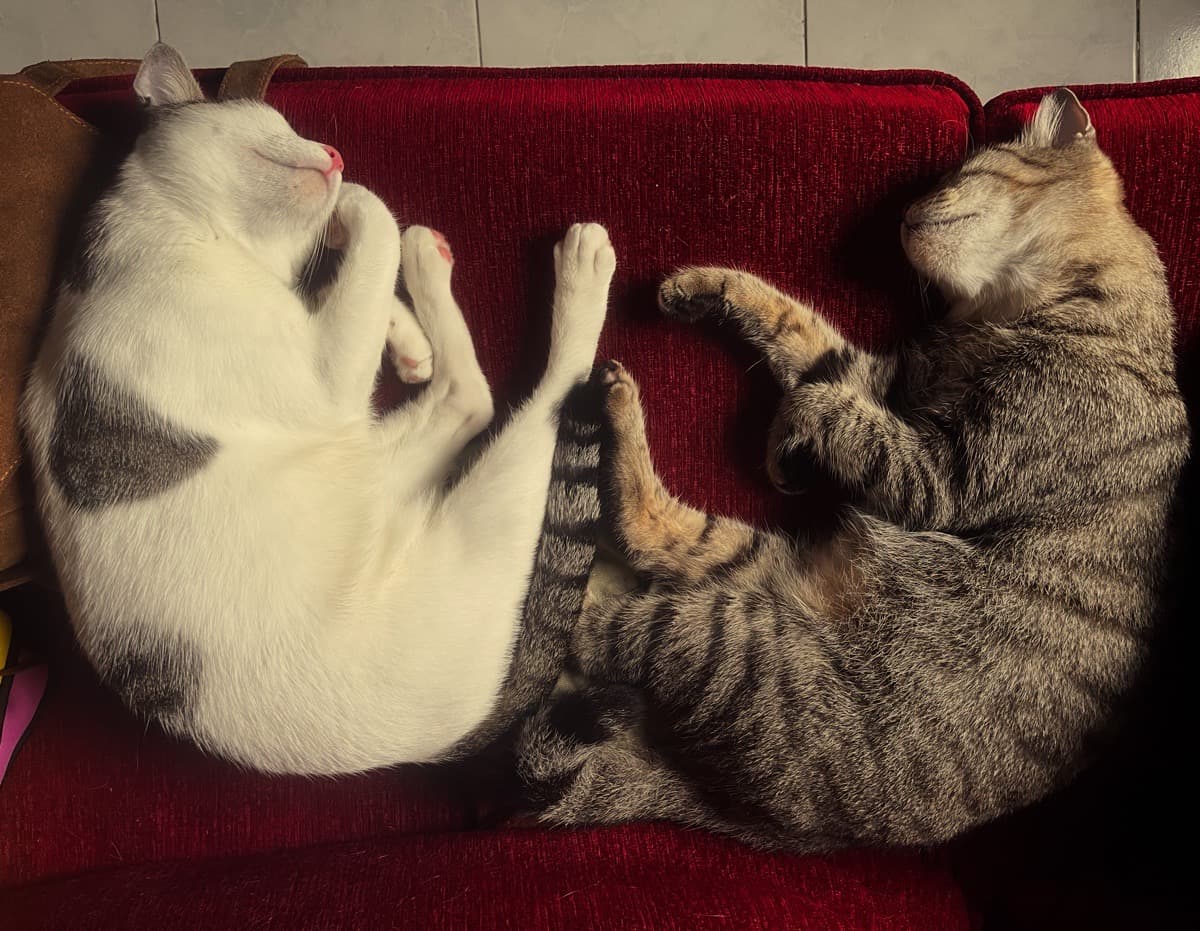 Nausheen's profile photo