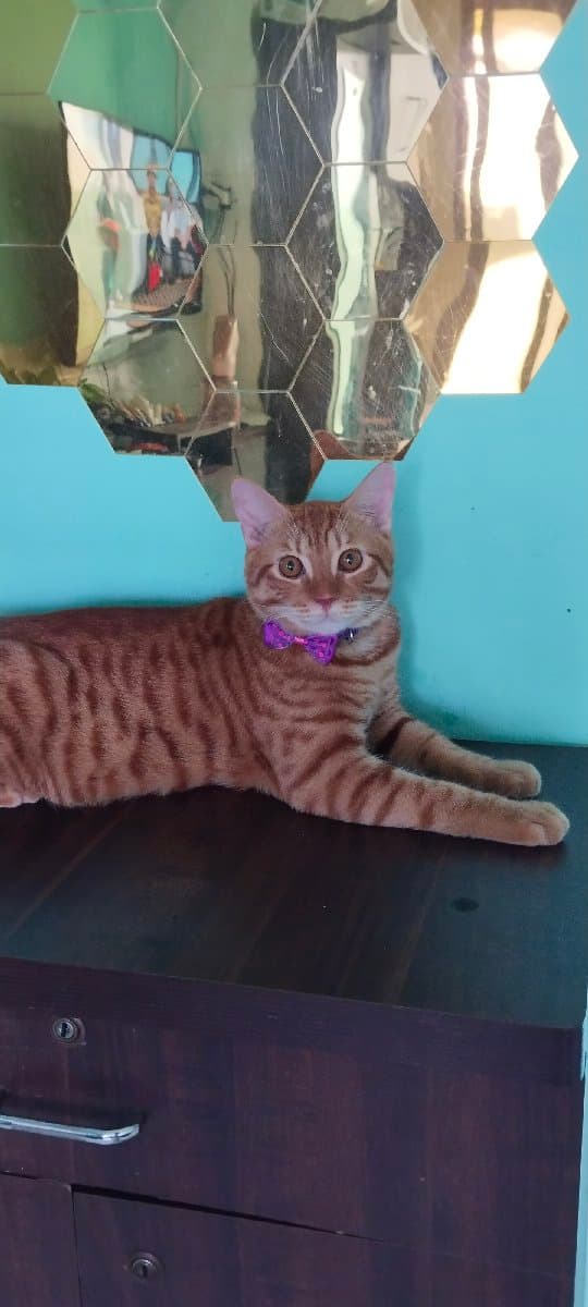 Mahalaxmi's home photo 1