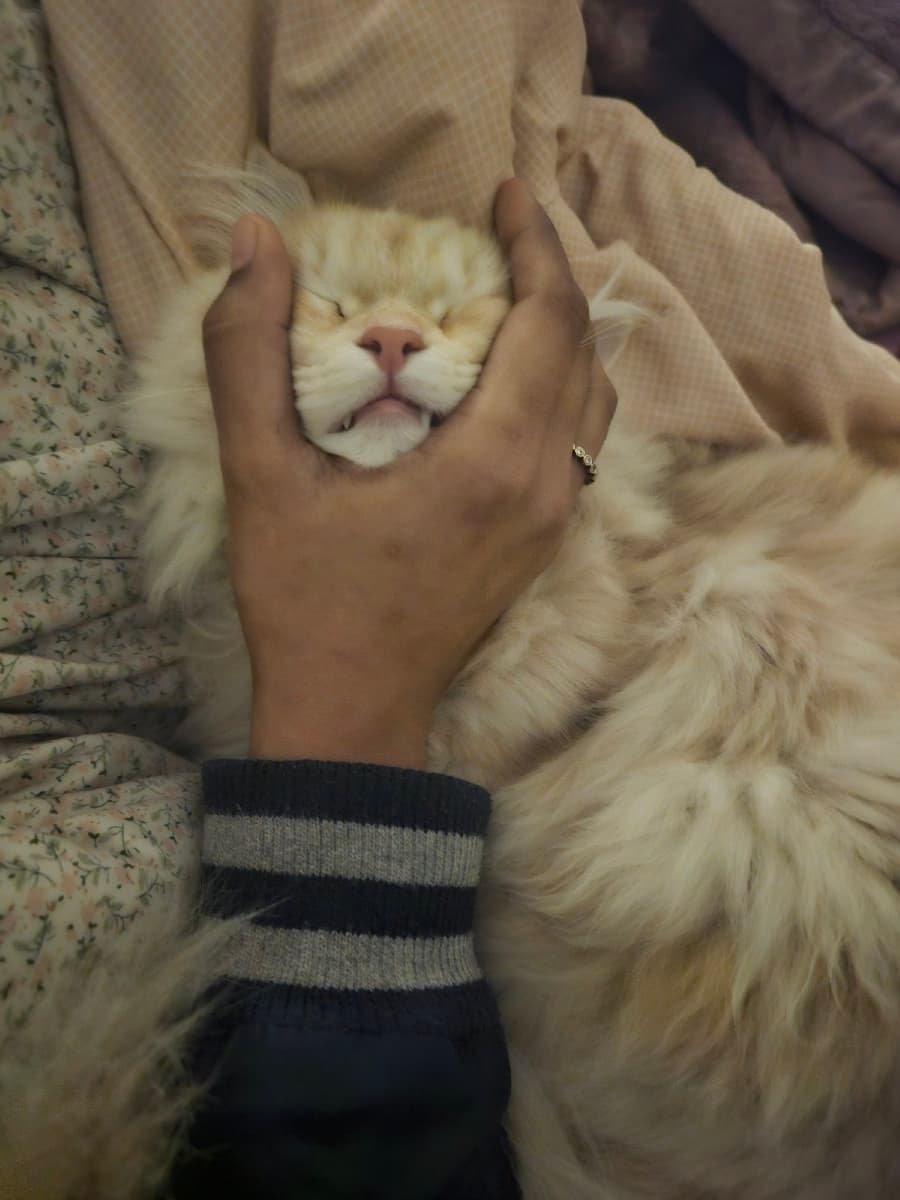 Siya's profile photo