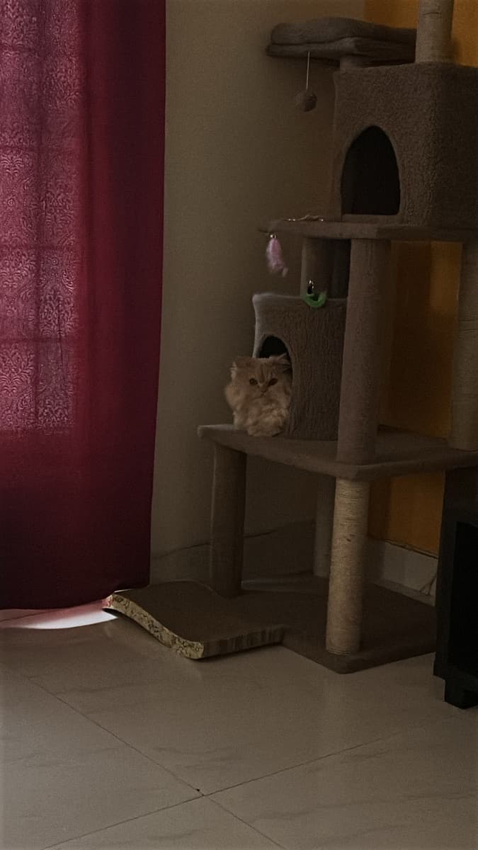 Shanice's home photo 5