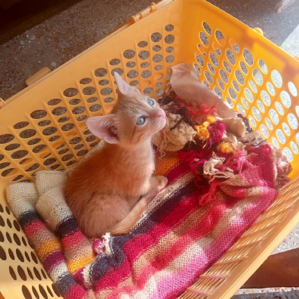 Aparajita's home photo 1