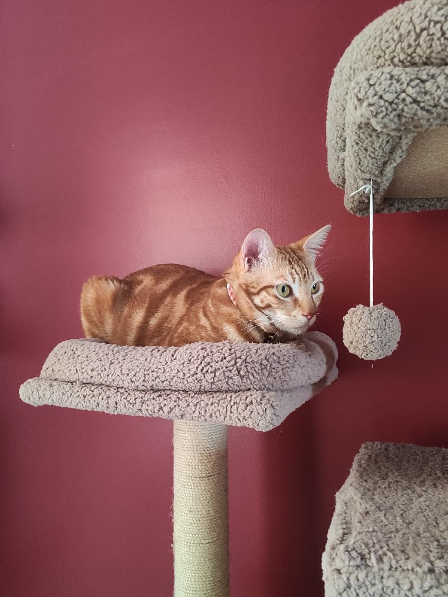 Nikitha's home photo 5