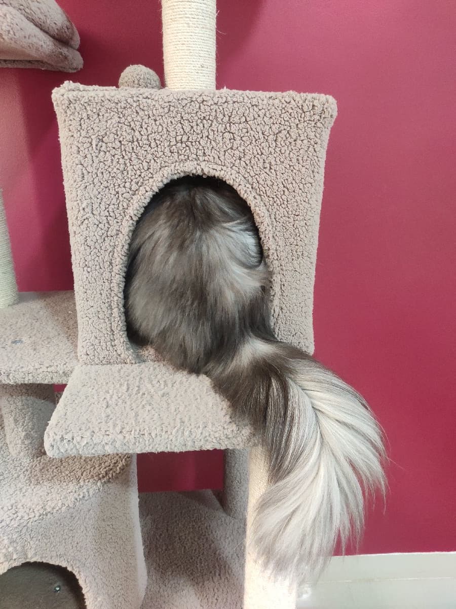 Nikitha's home photo 8