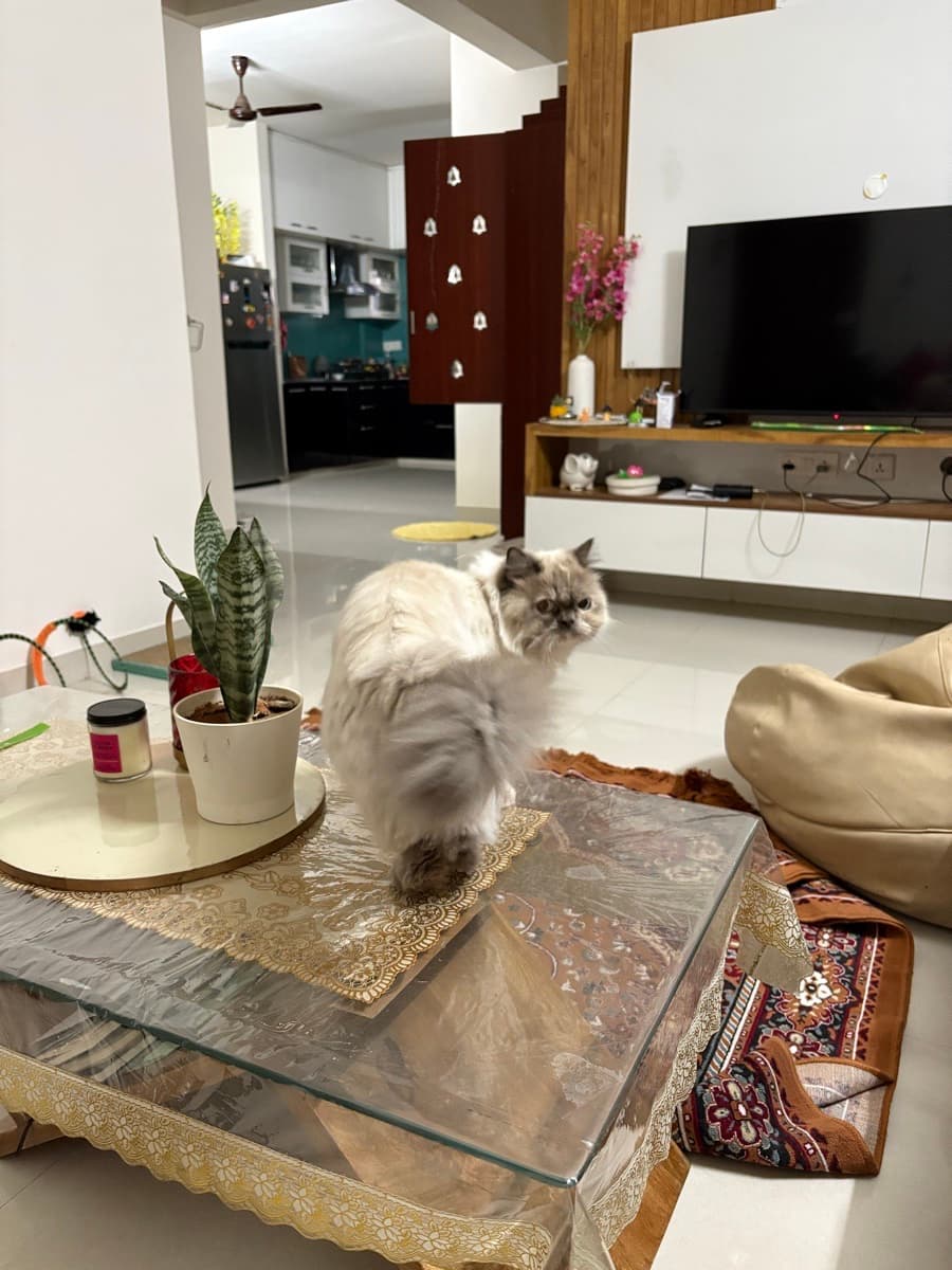 Reena's home photo 8