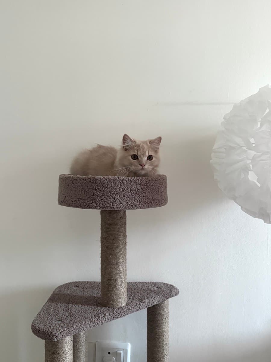 Atrija's home photo 3