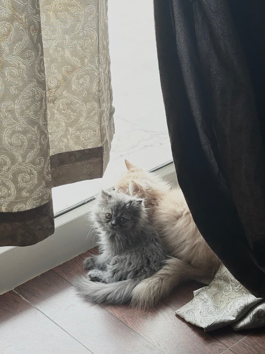 Atrija's home photo 5