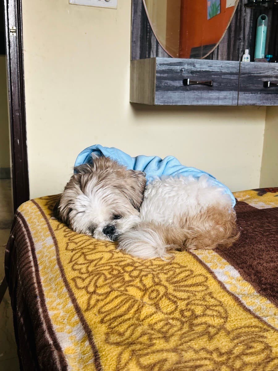 Shreya's home photo 7