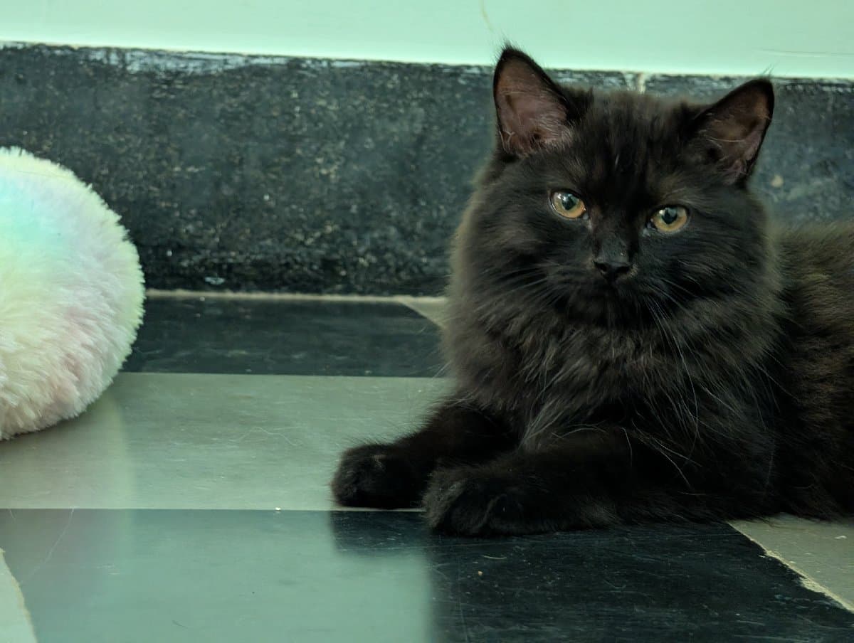 Srikar's home photo 8