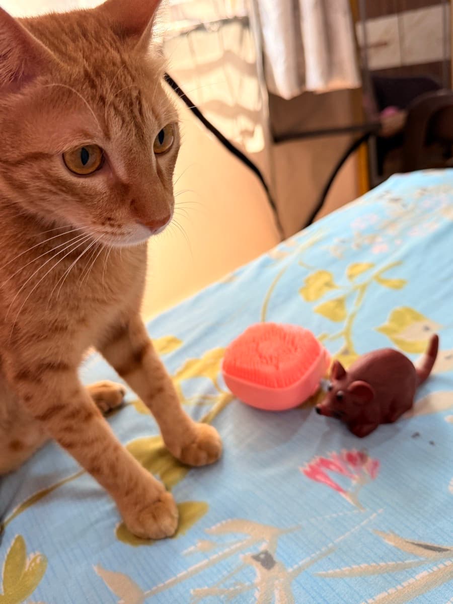 Shaoni's home photo 2