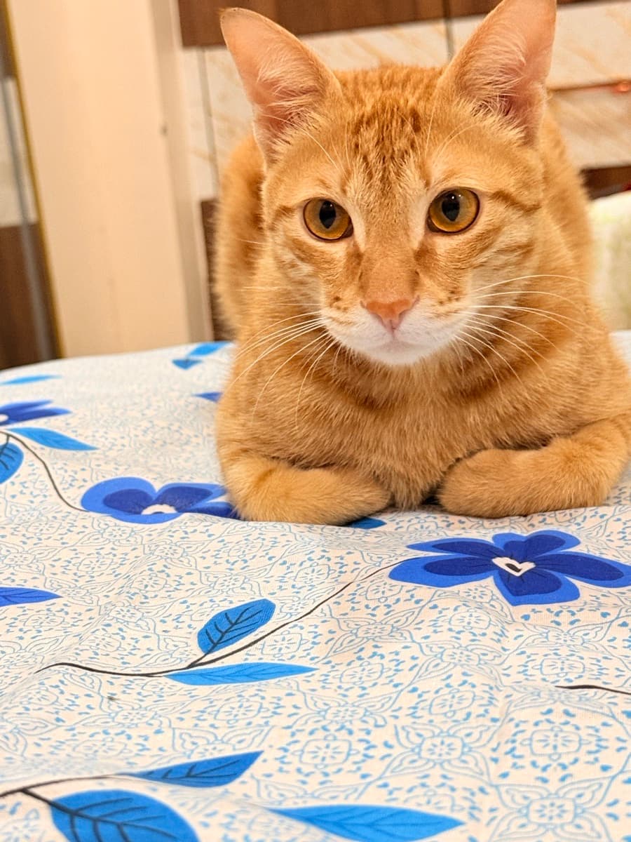 Shaoni's home photo 3