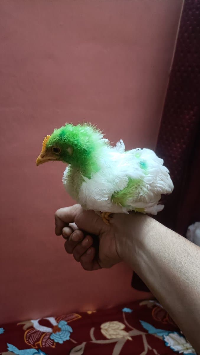 Shaik's home photo 6