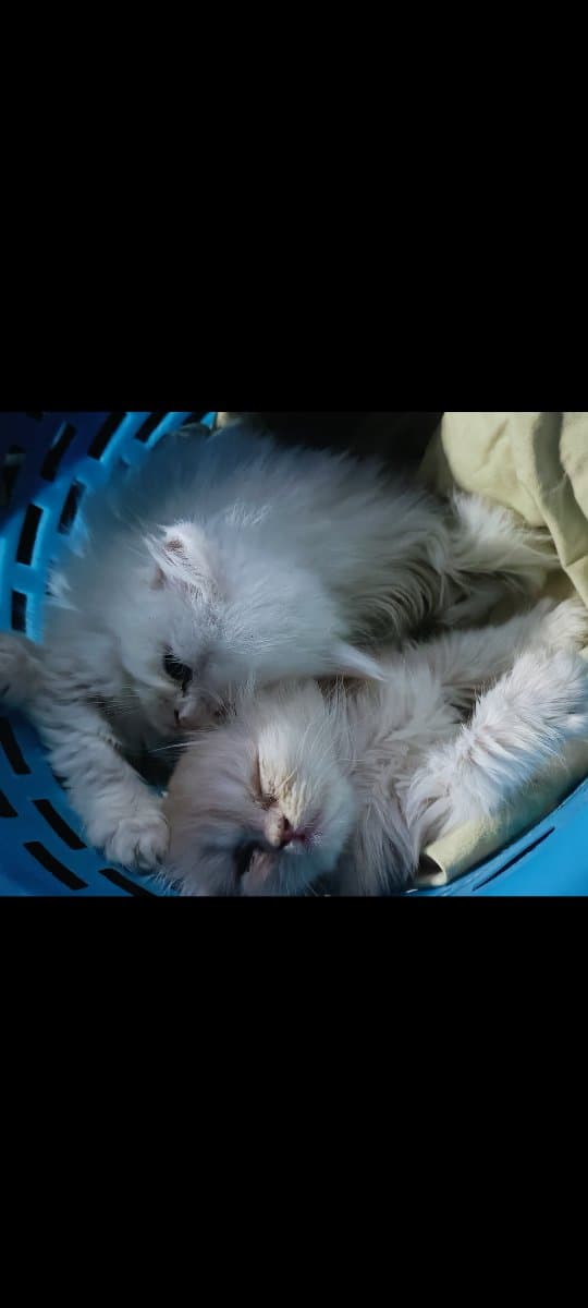 Shaik's home photo 8