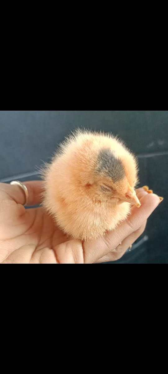 Shaik's home photo 7