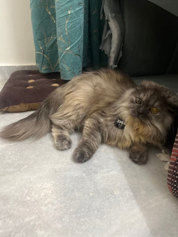 Hoor had a great boarding stay with Madiha on Zauffy!