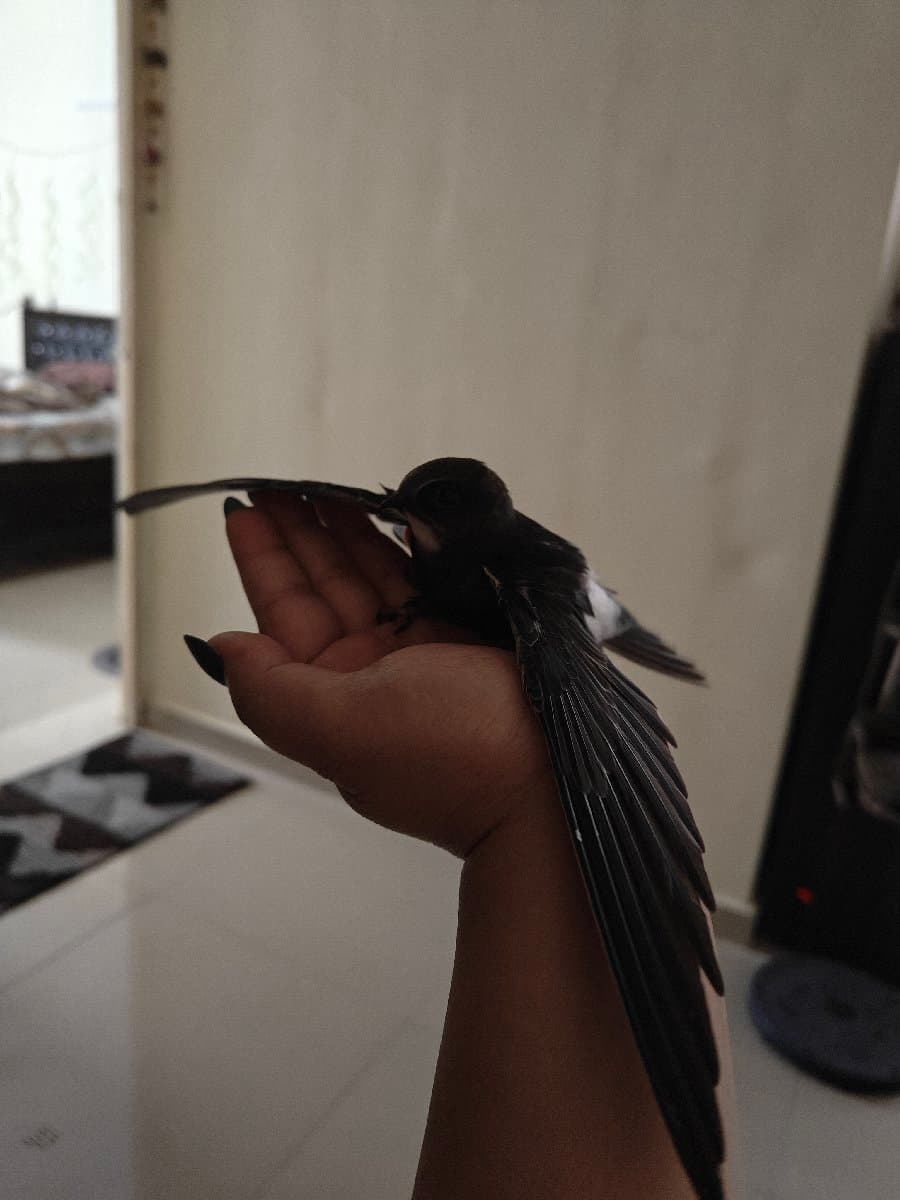 Yashaswani's home photo 2