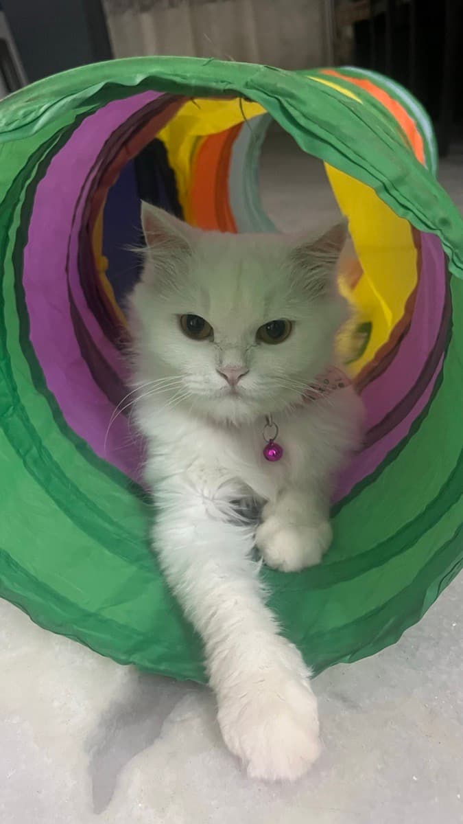 Madiha's home photo 8