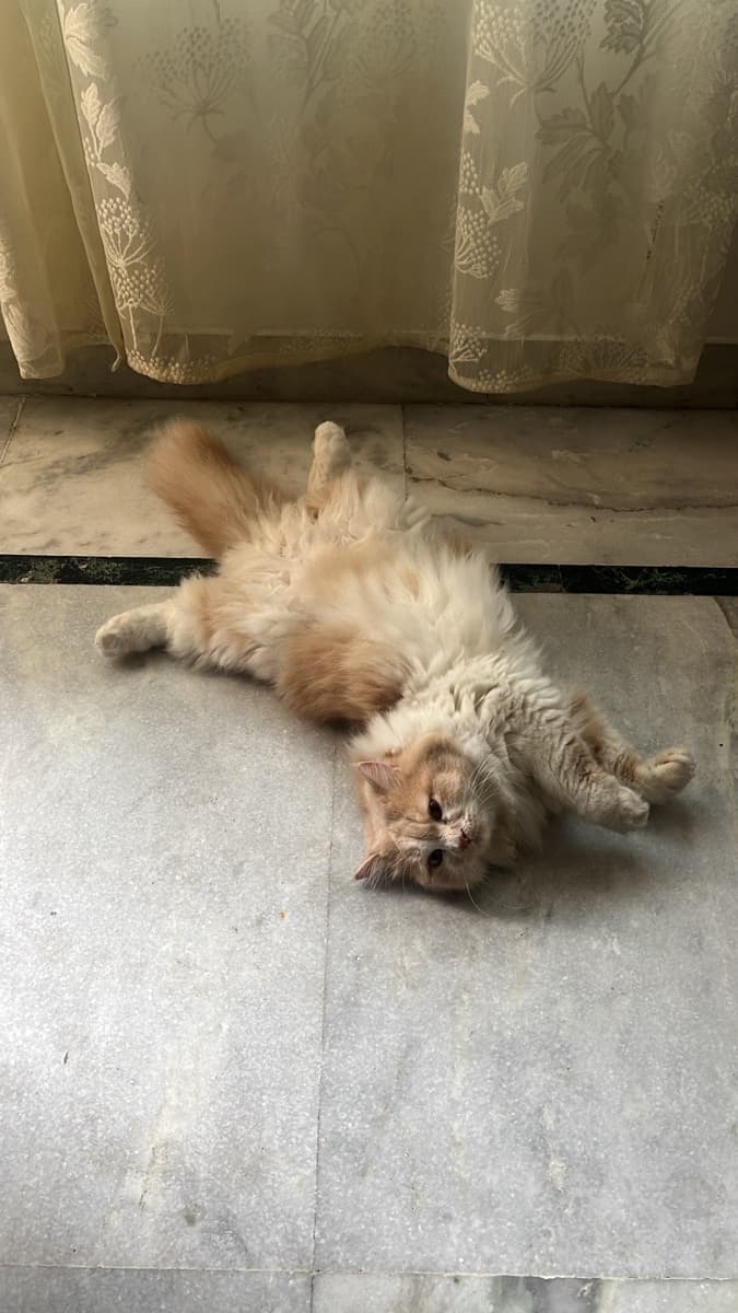 Madiha's home photo 7