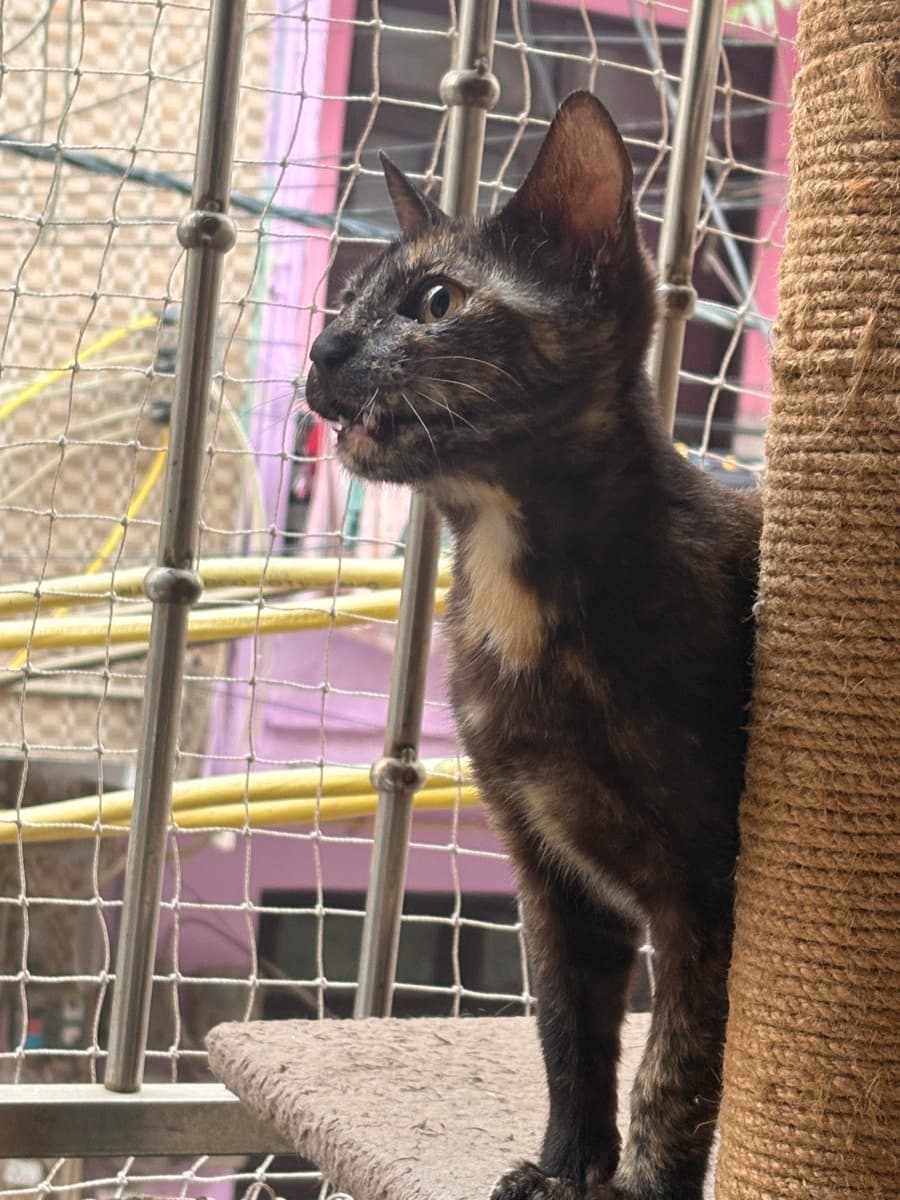 Had a wonderful time hosting Totu for boarding on Zauffy!