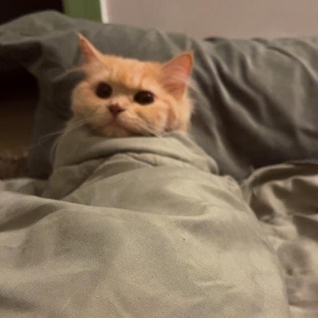 Osman's profile photo