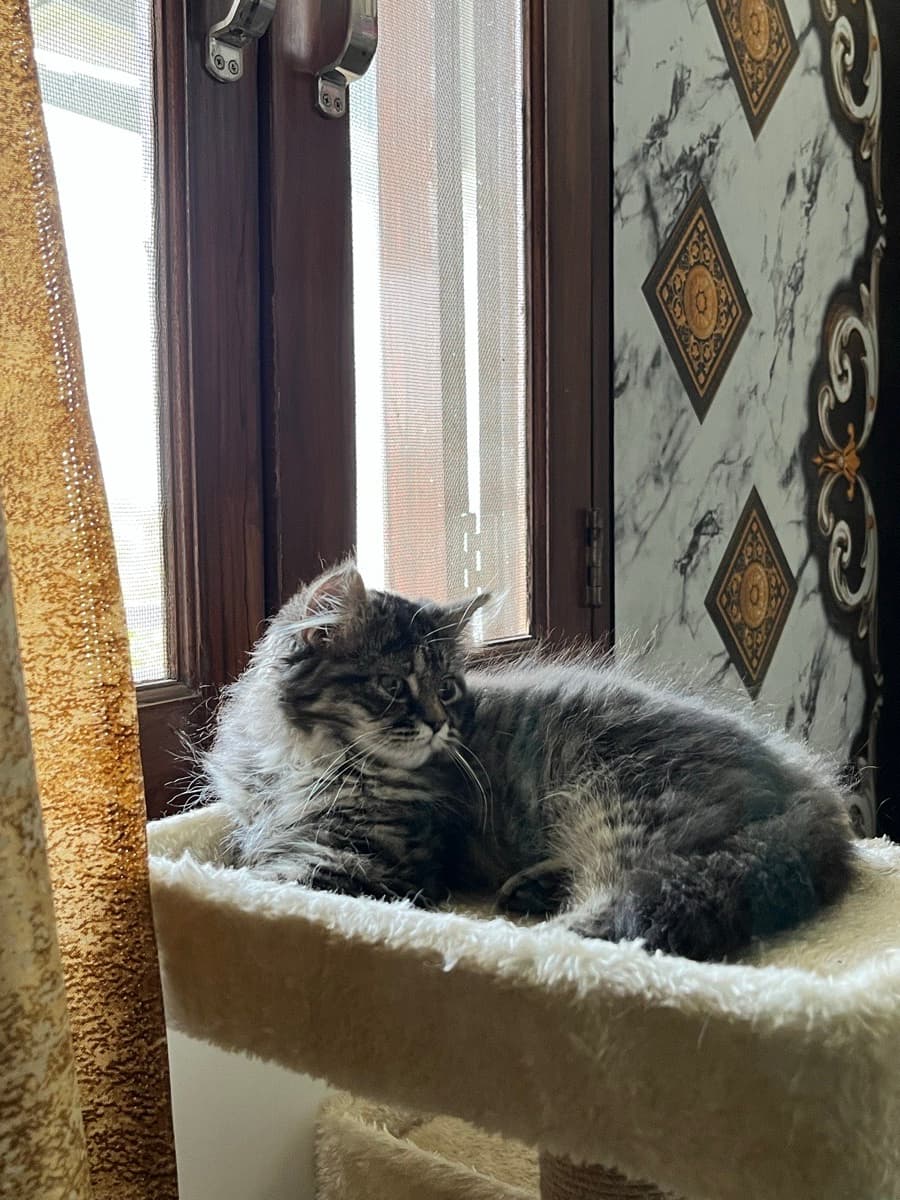 Miss stella is a new family member