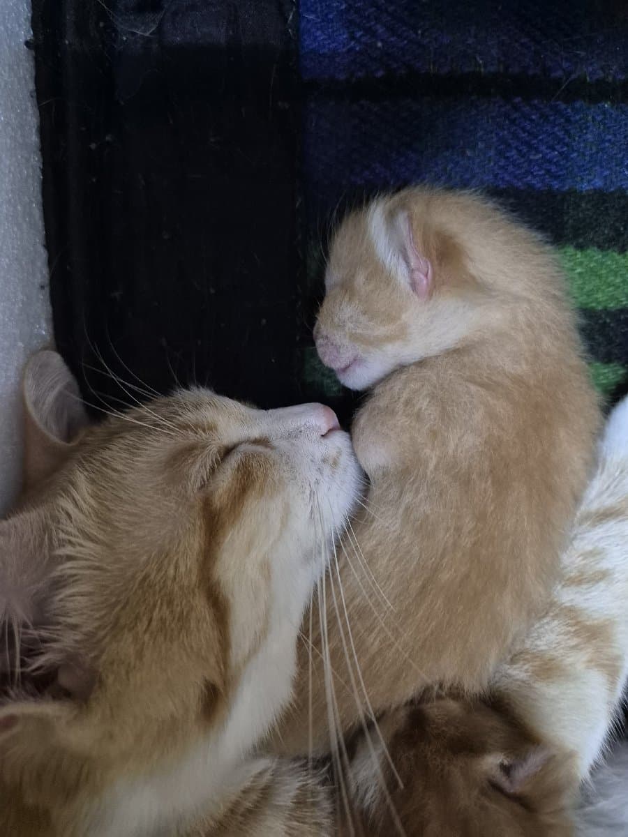 Surya's home photo 8