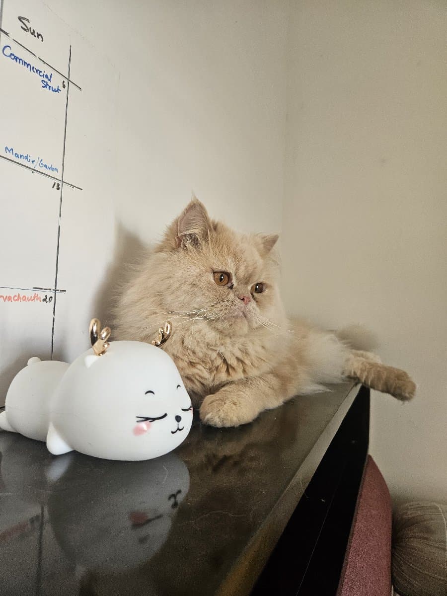 Surya's home photo 6