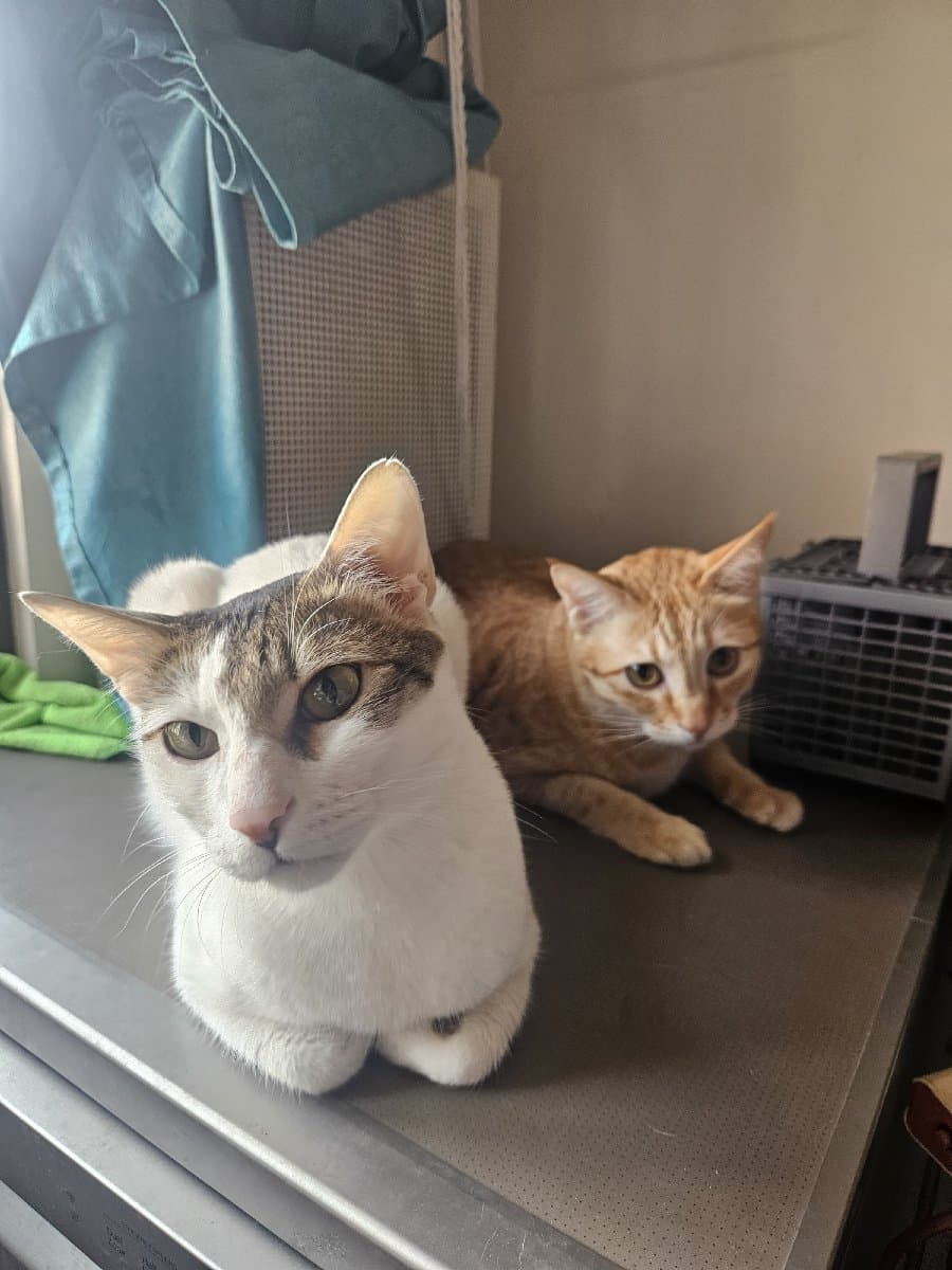 Surya's home photo 4