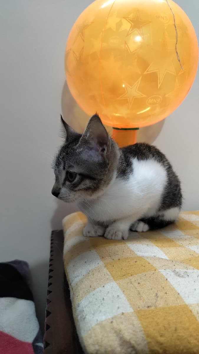 Surya's home photo 7