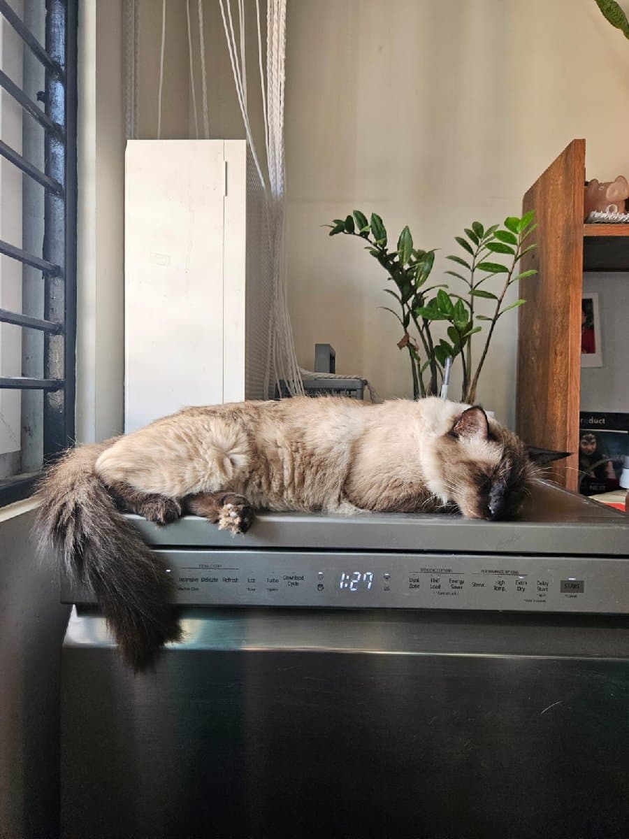 Surya's profile photo