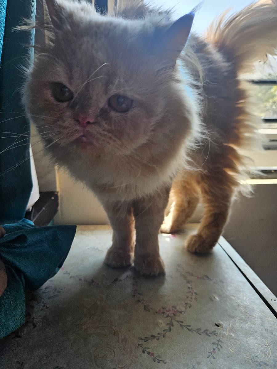 Priyanshi's home photo 5