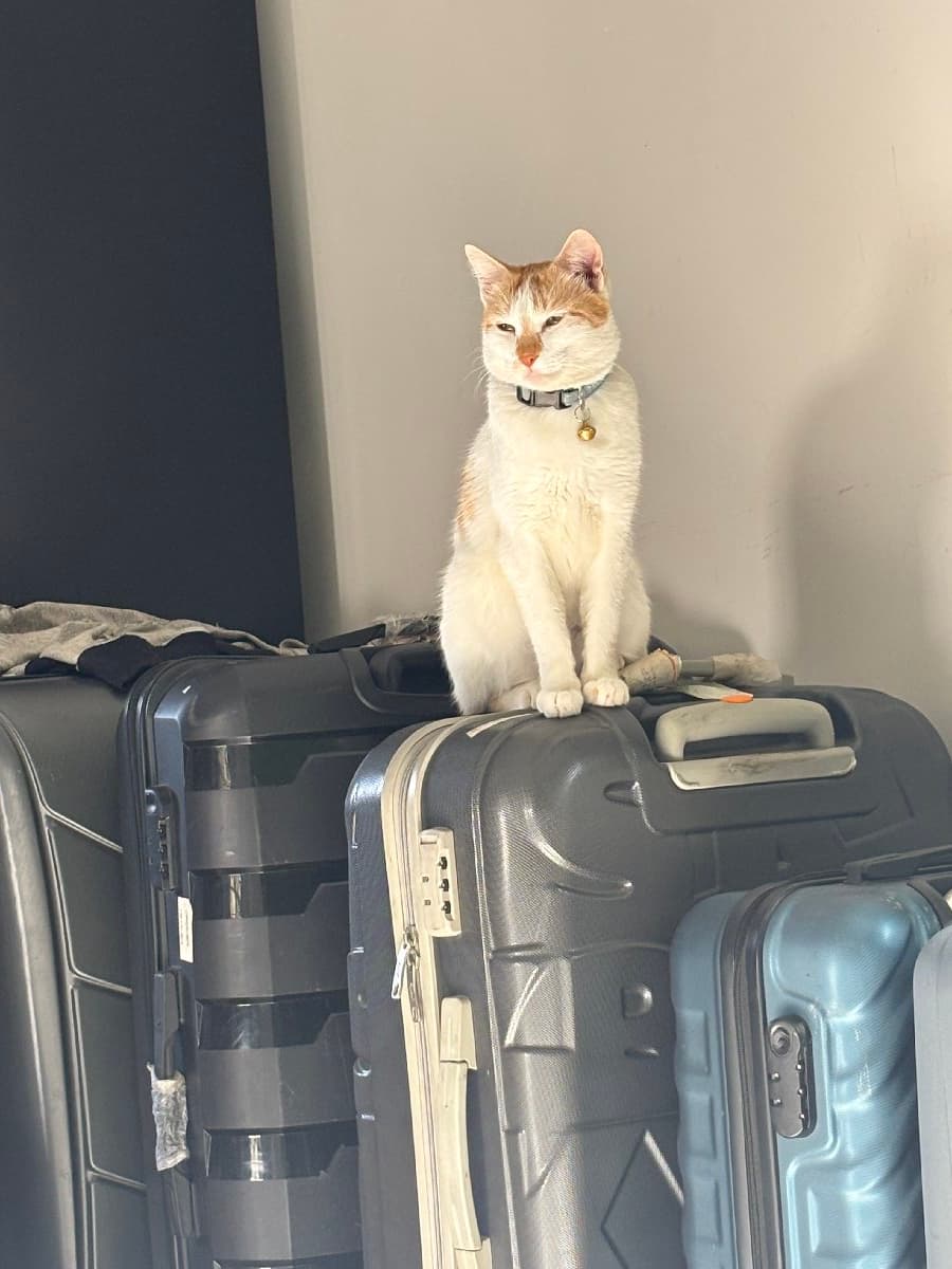 Sriza's profile photo