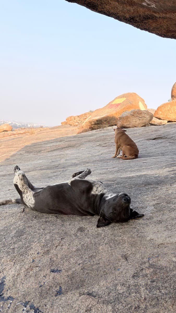 Maian's profile photo