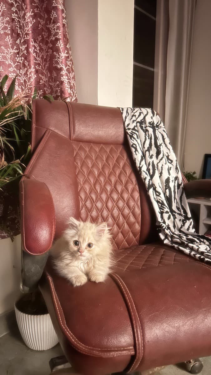 Haniyah's home photo 8