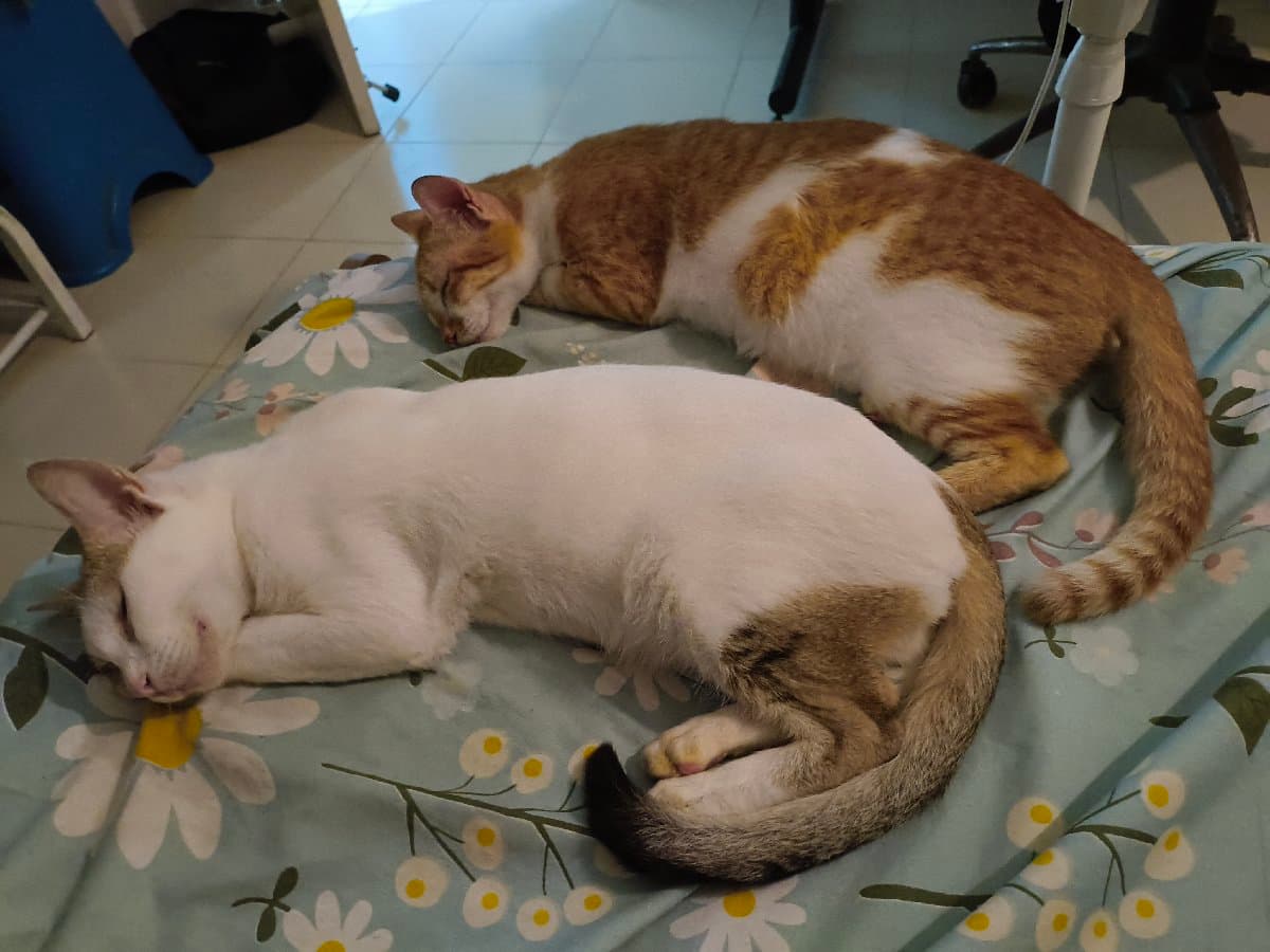 Souhardya's home photo 6