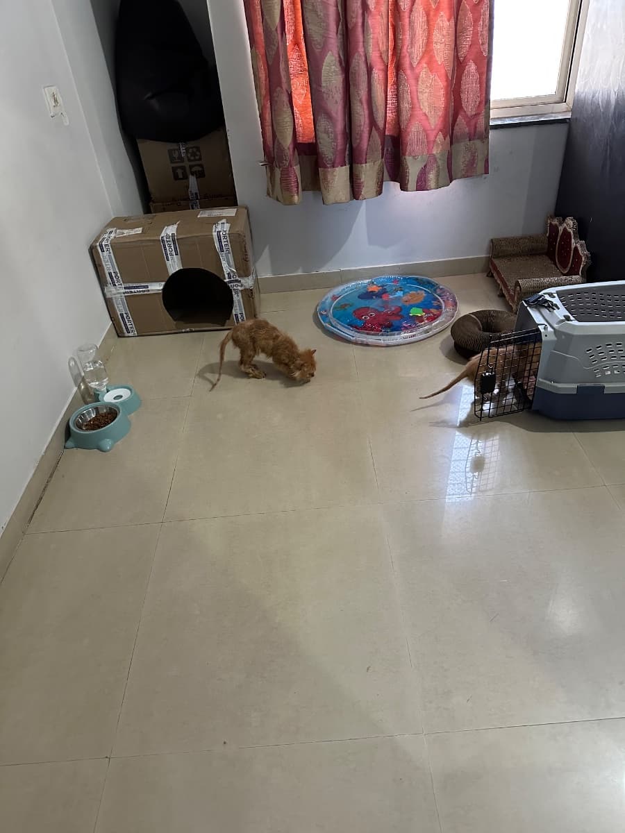 Kaavya's home photo 4