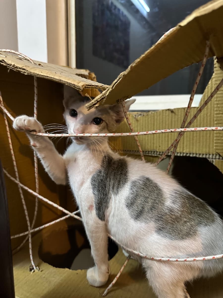Kaavya's home photo 2