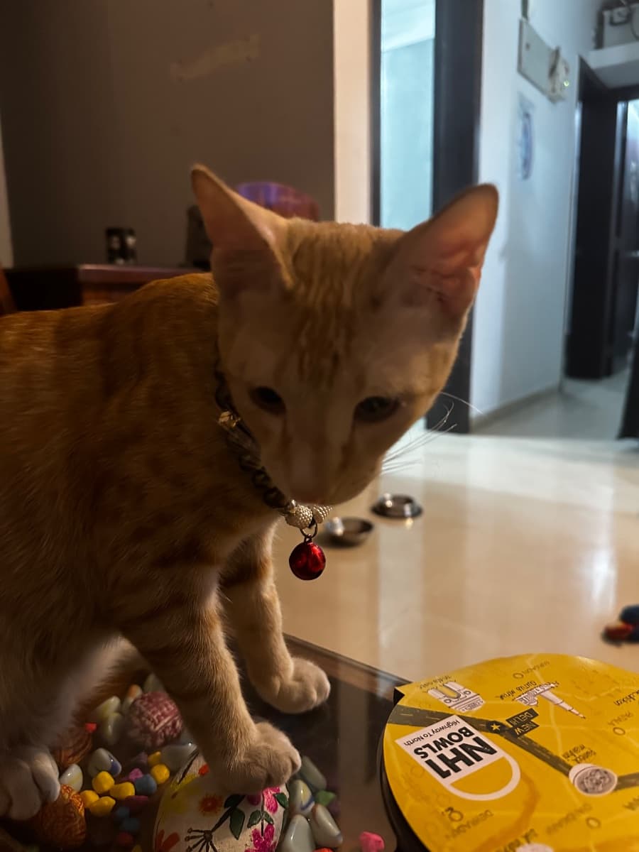 Kaavya's home photo 5