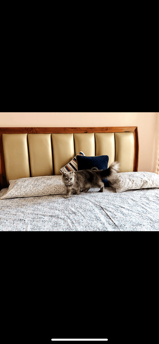 Soha's home photo 3