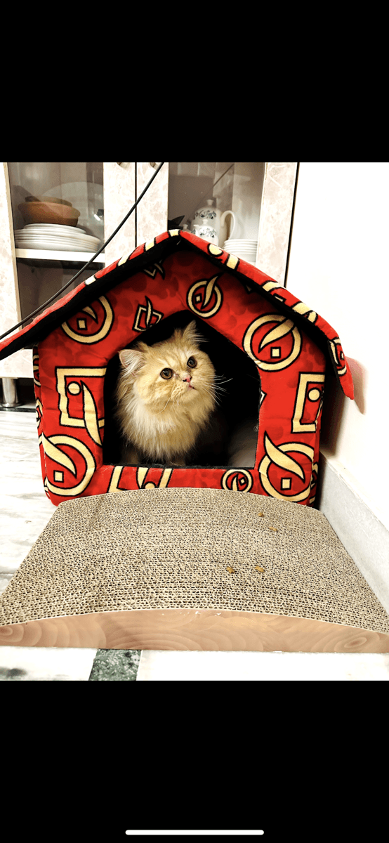 Soha's home photo 4