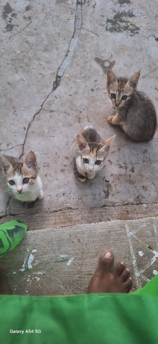 Gowri's home photo 1