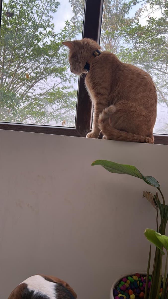 Nivedita's home photo 2