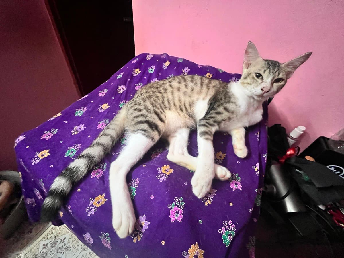 Jaya's home photo 8
