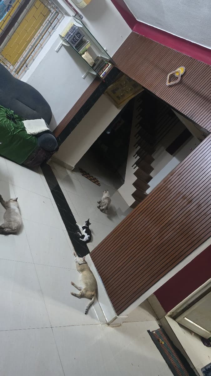 Mohammed's home photo 7